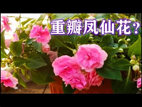 鳳仙花風水|鳳仙花